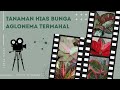 5 TANAMAN HIAS AGLONEMA TERMAHAL || Aneka Flora