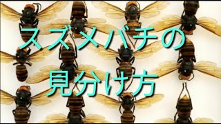 日本のスズメバチ属の見分け方