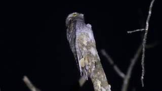 urutau - Nyctibius griseus / Common Potoo