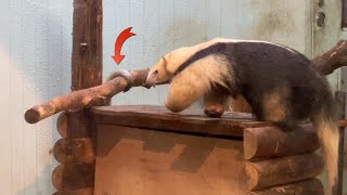 落ちそうなヒマリちゃんが心配なナツお母さん【‎2023‎年‎9‎月‎30日】【上野動物園】ミナミコアリクイ