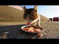 さくらねこたちが越冬に備えてモリモリとご飯を食べる 猫 野良猫 ニャンちゃん impressed cat video stray cat restaurant