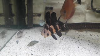 水族時間 有點久沒進新魚了 大帆三間