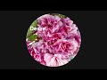 Unfinished Sympathie - Massiv Attack (Desire edit)