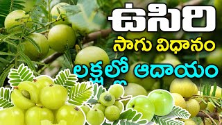 ఉసిరి సాగు విధానం | Amla Farming | Indian Gooseberry | Jai Ho Kisan