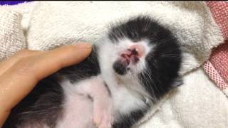 子猫のハート君　うとうと可愛い寝顔　Kitten doze off