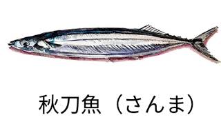 パンちゃんのおさかな教室（魚の名前）