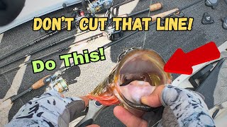 Step-by-Step Gut Hook Removal for Anglers
