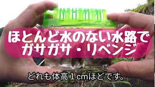 ほとんど水のない水路でガサガサ★リベンジ〜たまに行くなら☆こんな川(22)〜