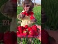 monkey eating strawberry shorts