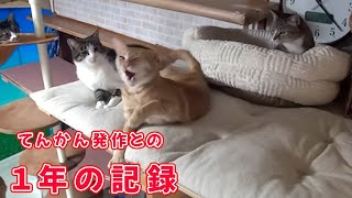 てんかんの猫ミエル、保護から1年の発作記録【瀬戸のミエル日記】