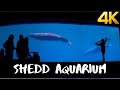 SHEDD AQUARIUM CHICAGO ILLINOIS [4K]