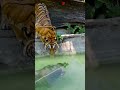 OH MY GOD! HARIMAU TANPA SADAR ADA KERBAU SEDANG MENYELAM #animals #scary #shorts