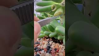 多肉为啥是切叶片而不是撸叶片 #succulent #plants #garden