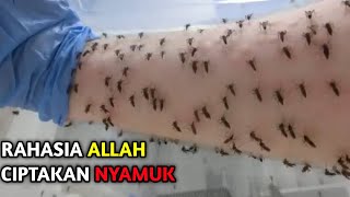 Dicipta Hanya Untuk Dibunuh? Ternyata Ini Rahasia Allah