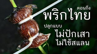 เทคนิคการตอนกิ่งพริกไทยและการทำสวนพริกไทยแบบผสมผสาน