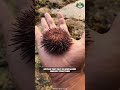 sea urchins i most bizarre creature of ocean