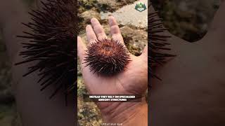 Sea Urchins I Most bizarre creature of ocean