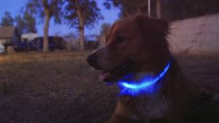 LED Dog Collar - Halo Dog
