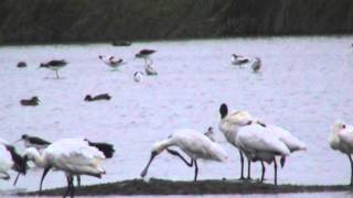 Jhuhu Salt Pan Wetland.MPG