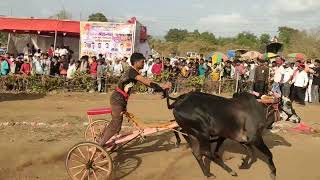 भव्य बैलगाडा शर्यत पनवेल चिंचवली