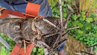 Shocking! Metal Screw Embedded in Cow's Hoof Deep Cleaning, Cutting, and Trimming