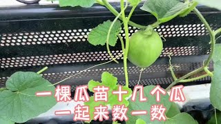 一棵苗上十几个瓜，一起来数甜瓜#家庭种植#阳台种菜