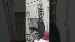 終九■⑥チンパンジー・モコイチくん・沖縄こどもの国・・・Chimpanzee ・Okinawa Zoo \u0026 Museum(20220930)