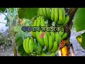 রাখে আল্লাহ্ মারে কে… সখের খামারের আপডেট ভিডিও tisha agaro.