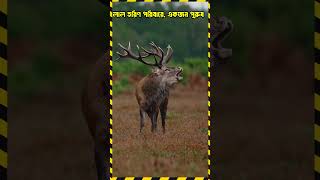 লাল হরিণ পরিবারে, একজন পুরুষ একদল মহিলা Inside The Red Deer Family #shorts