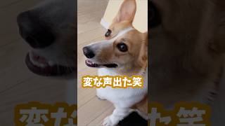 【可愛い】散歩と聞いて思わず変な声が出てしまった犬 #コーギー #ちくわ #shorts ￼