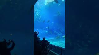 美ら海水族館 ジンベイザメ餌やり大迫力