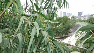 【天王寺動物園】アーク父ちゃんのユーカリ Eucalyptus for Ark(Burke)