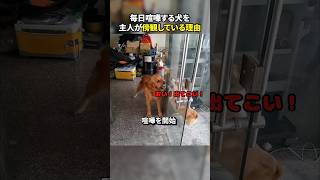 毎日喧嘩する犬を主人が傍観している理由