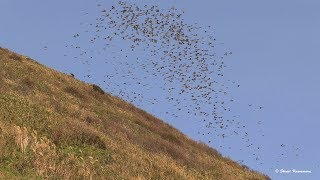 ヒヨドリの渡り、北海道最南端　白神岬2018 【4K】