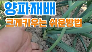 양파농사 관리잘된곳.양파 크게키우는 손쉬운방법.4월 양파방제 관리