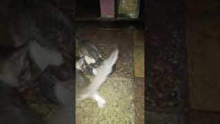 पहिल्या वेळेस दूध पिताना kitty #viral #youtubeshorts #animals #cat #kitten