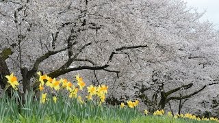 富山県さくらの名所めぐり （常願寺川公園・塩の千本桜）