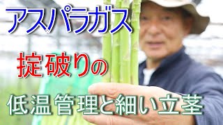 【アスパラガス】収穫最盛期に低温管理　細茎を立てる謎？