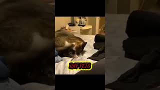 Cats funny video || Cat || Pets #shorts