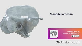 Temporal Bone - Mandibular fossa