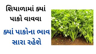 શિયાળુ પાક ક્યો વાવવો | બજારનો ભાવ | ખેડુત ની વાતો | Shiyalu Pak | Bajarbhav | Samachar | Khedut