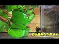 【※閲覧注意】飼育アマガエルの茶さんが虹の橋を渡りました