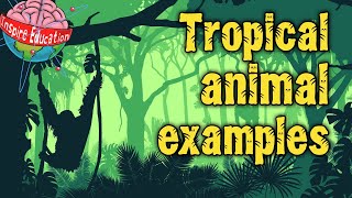 Tropical Rainforest Animals