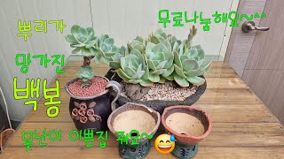 (24.7.20.토) 후덥지근한 장마에 이쁜댓글 써주시는 분께 무료나눔 해요~☺️향원이네다육 010-6828-3188