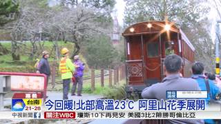 今回暖!北部高溫23℃ 阿里山花季展開│中視新聞 20170311