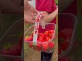 Strawberry picking in Oxford rectory farm shop PYO #pickyourown #strawberry #farm