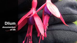 Hardy fuchsia (Fuchsia magellanica)