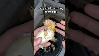 Baby chick 🐔 🐥 hatching from egg