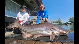 Mekong Catfish \u0026 Siamese Carp Fishing Thailand 2025- BKKGUY