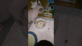 食いしん坊過ぎてお化けみたいな子猫 #shorts #short #ショート #猫動画 #ネコ動画 #猫 #ねこ #かわいい #おもしろ #癒し #cat #gato #gatto #chat